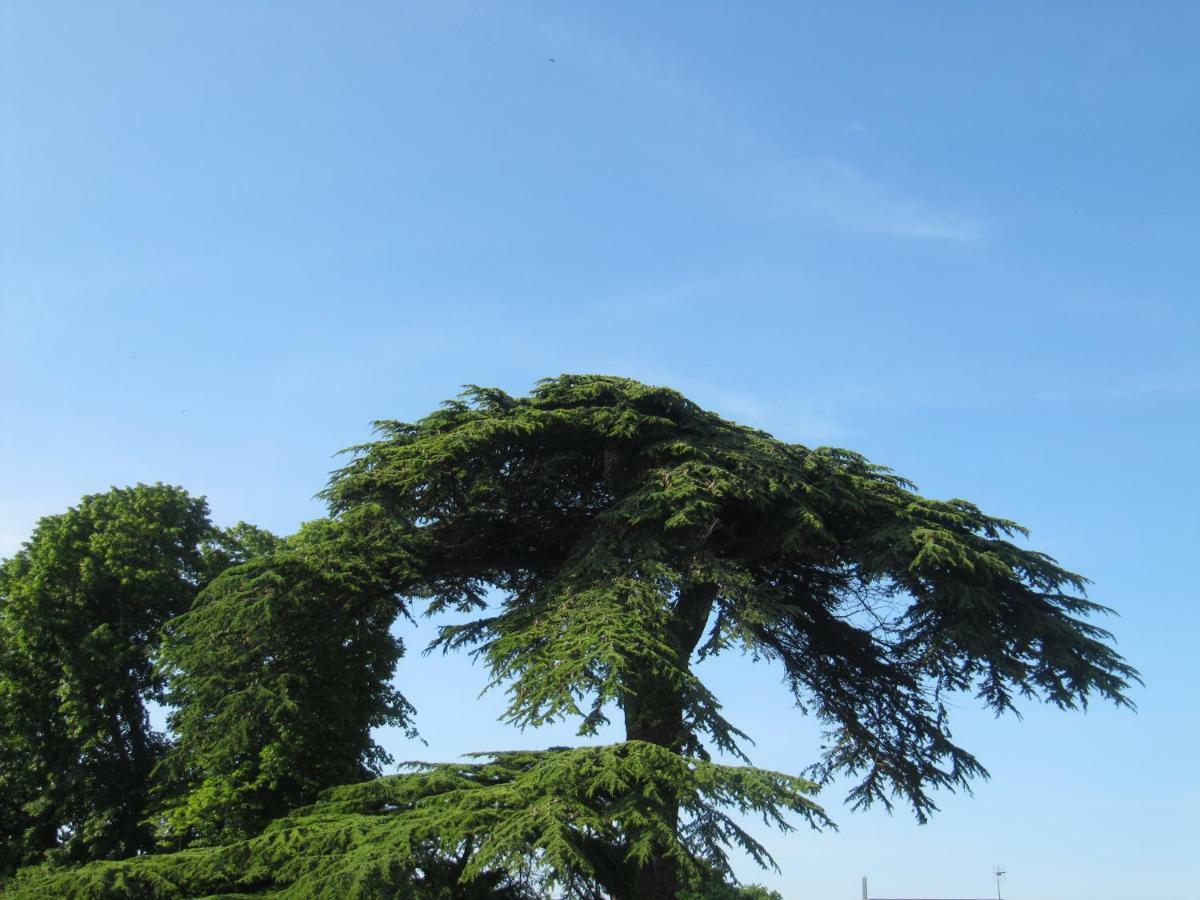 Chateau Les Cedres * Bretteville-l'Orgueilleuse